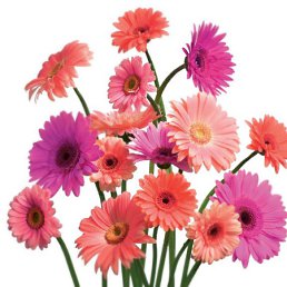 ���� Dean, �����, 52 ���� - ��������� 29 �������� 2011