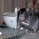 ���� ����, �����������, 38 ��� - ��������� 6 ���� 2010 � ������ �����������