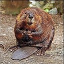 ���� �����, ������������ - ��������� 21 ���� 2013 � ������ ���� ����������