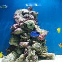 ���� Xameleon, ������, 42 ���� - ��������� 19 ������ 2009 � ������ �������, ������, ������ ���� �� ����������