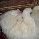 � ������