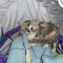 ���� �������, ������, 49 ��� - ��������� 3 ���� 2013 � ������ ����� ��� ������������