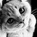 ���� ���, ����, 44 ���� - ��������� 10 ������� 2012 � ������ �������