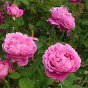 ���� �������, �������-����������, 54 ���� - ��������� 22 ������� 2011 � ������ ���� ����������