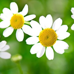 ���� ������, ������, 42 ���� - ��������� 5 ��� 2012