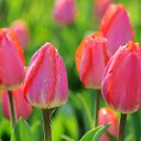  Amir, , 58  -  11  2012   