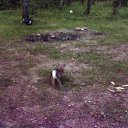 ���� ��������, ��������� - ��������� 21 ���� 2011 � ������ �������