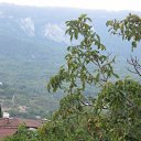  , , 33  -  15  2009       ?