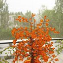 ���� �������, ���������, 37 ��� - ��������� 15 �������� 2011 � ������ ��������������� �� �������