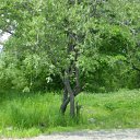  Wit, , 59  -  3  2009    -  