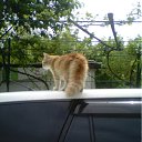 ���� �������, ���������, 51 ��� - ��������� 18 ��� 2012 � ������ ������