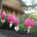 ���� ������, ������, 63 ���� - ��������� 5 ������� 2011 � ������ ������-���� �����....�