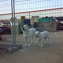 ���� Arcadi, �������, 39 ��� - ��������� 13 ������� 2011 � ������ ���� ����������