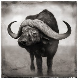 ���� ���� (������), ������ ���, 63 ���� - ��������� 9 ������ 2012