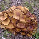 ���� ��������, �������, 60 ��� - ��������� 29 ��� 2012 � ������ ���� ����������