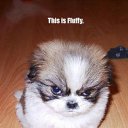  Nata Li Legata,  -  9  2012    