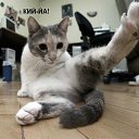 ���� ���������, �����-���������, 83 ���� - ��������� 1 ���� 2011 � ������ ������������� � �����������