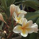 ���� Nataliya, ������, 54 ���� - ��������� 16 ������ 2013 � ������ ���� ����������