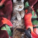   , , 45  -  23  2011   2