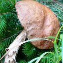 ���� ������ ����������, ����-�����������, 52 ���� - ��������� 11 ������ 2012 � ������ ���� ����������