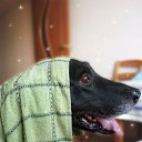 ���� ���, ������ - ��������� 29 ���� 2010 � ������ �In Memory of Nos, The Dog (R.I.P)�