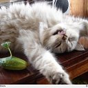 ���� C������, �������, 28 ��� - ��������� 9 ������� 2010 � ������ �������