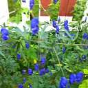 ���� ������, ������, 63 ���� - ��������� 22 ������� 2013 � ������ ������-���� �����....�