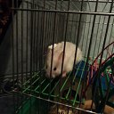 ���� ���, �����, 27 ��� - ��������� 15 ����� 2011 � ������ ���� �������