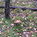 ���� ���, �����-���������, 62 ���� - ��������� 25 �������� 2011 � ������ �������