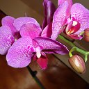 ���� ��� ����������, �����������, 35 ��� - ��������� 22 ������ 2011 � ������ �������