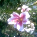  Irina, , 56  -  15  2011   *My flowers*