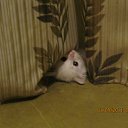 ���� ������, �����, 60 ��� - ��������� 7 �������� 2011 � ������ �RoadKing�