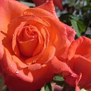 ���� �������, �������, 70 ��� - ��������� 25 �������� 2012 � ������ �������