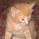 ���� ���������, ������ ��������, 46 ��� - ��������� 28 ������ 2009 � ������ ���� ��������: ������ � �����