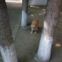 � ��� � �����... �� ������� �� � ���, ���, ���...�
