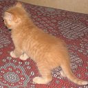 ���� ���������, ������ ��������, 46 ��� - ��������� 28 ������ 2009 � ������ ���� ��������: ������ � �����