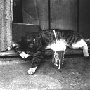 ���� ��������, ��������������� - ��������� 15 ���� 2013 � ������ ���� ����������