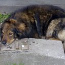 ���� Nik, �����, 63 ���� - ��������� 14 ����� 2010 � ������ ���� ���������