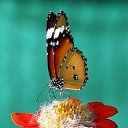 ���� ***����������***, ��������� - ��������� 25 ������� 2012 � ������ ���������, ������, ���������))�