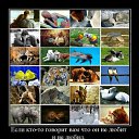   ...),  , 33  -  29  2010    ...)