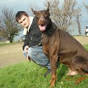  Dobermann, , 38  -  13  2010    !!!