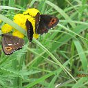  , --, 55  -  26  2012   