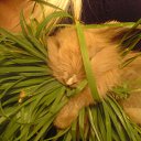 ���� ������, �����������, 36 ��� - ��������� 4 ������ 2010 � ������ ��������� ��� � ���� ������