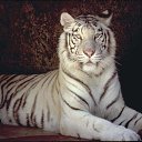 ���� ���������, ����������, 40 ��� - ��������� 9 ������ 2011 � ������ ���� ����������