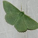  Tasha,  -  12  2011   