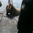 ���� ����, �����-���������, 63 ���� - ��������� 2 ���� 2013 � ������ ���� ����������