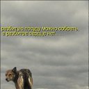 ���� �����, ������, 68 ��� - ��������� 16 ���� 2010 � ������ ���������