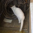 ���� Wer, ������, 57 ��� - ��������� 5 ����� 2010 � ������ �������-������