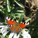 ���� �������, ������, 41 ��� - ��������� 9 �������� 2011 � ������ �������