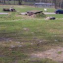 ���� ��op�, ����, 44 ���� - ��������� 25 ��� 2013 � ������ �Woburn Safari Park(Uk)�